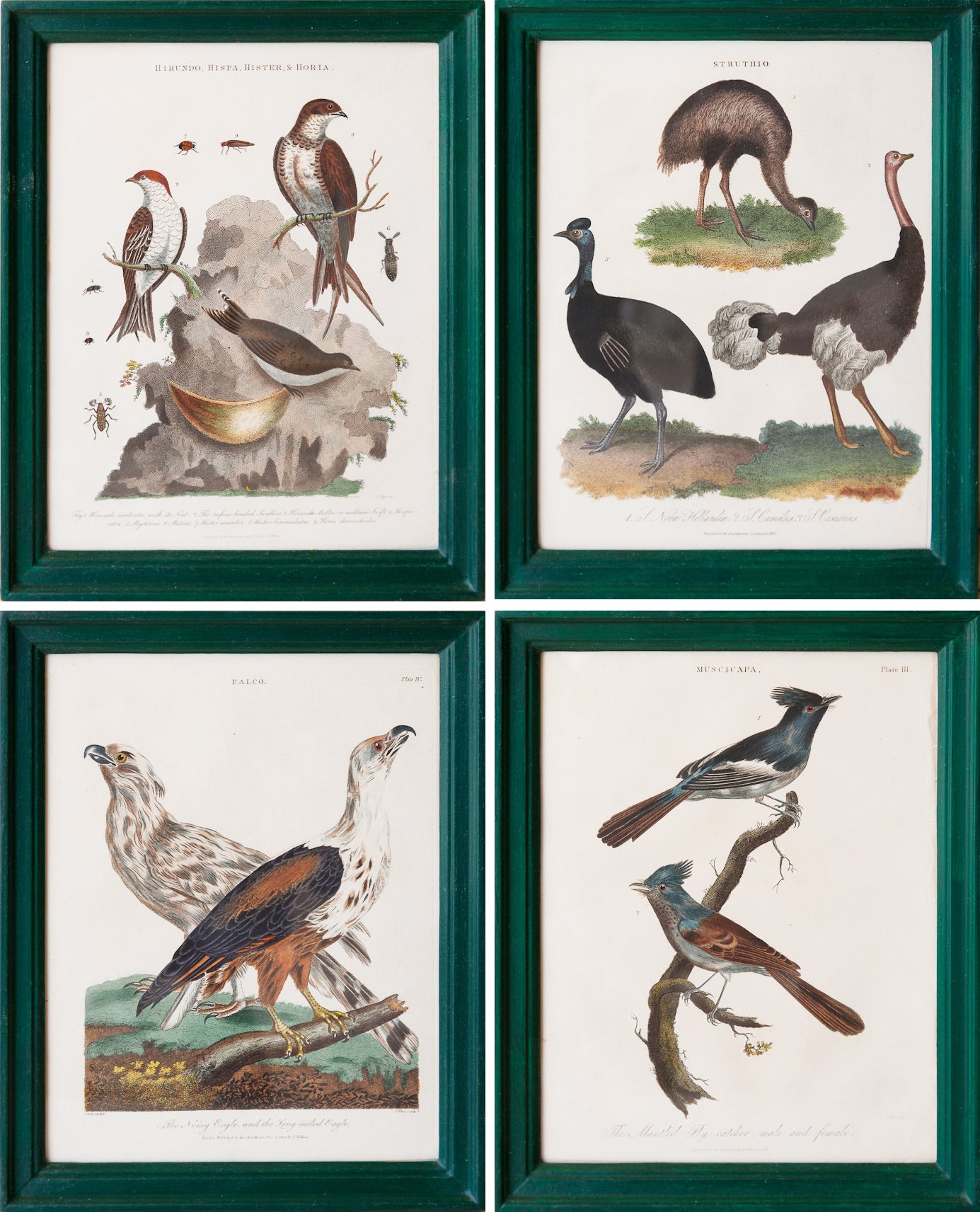 A Set Of Twenty Four Early 19th Century Bird Engravings In Handmade Frames  For Sale