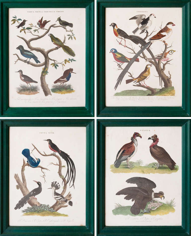 A Set Of Twenty Four Early 19th Century Bird Engravings In Handmade Frames  In Good Condition For Sale In London, GB
