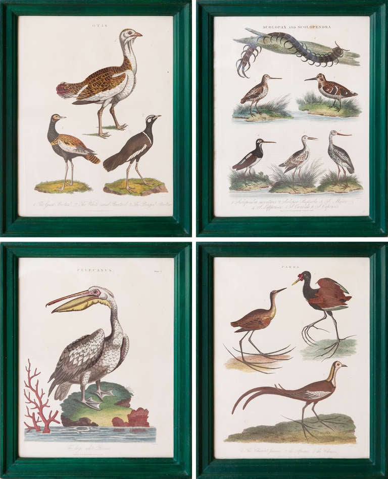 A Set Of Twenty Four Early 19th Century Bird Engravings In Handmade Frames  For Sale 1