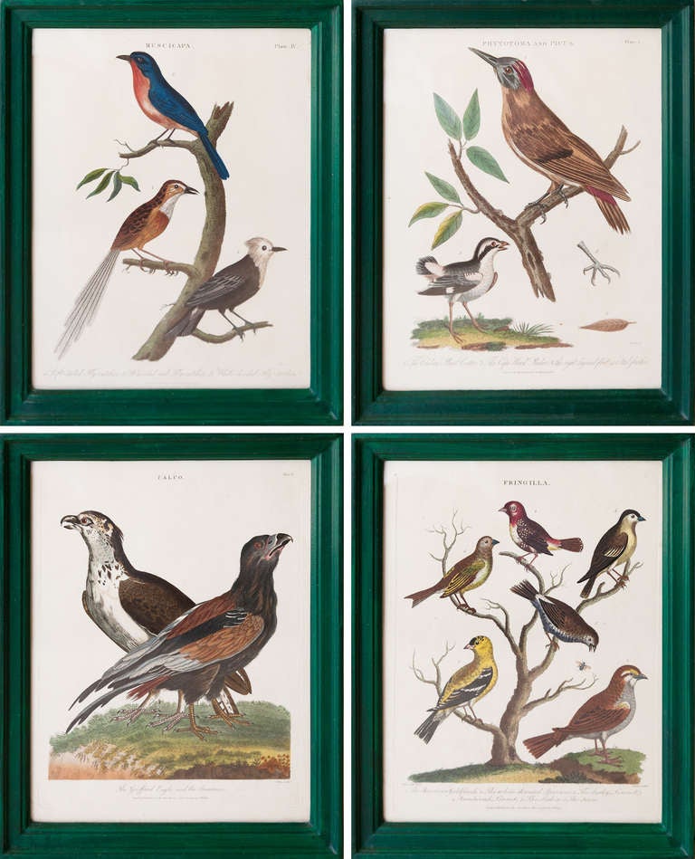 A Set Of Twenty Four Early 19th Century Bird Engravings In Handmade Frames  For Sale 2
