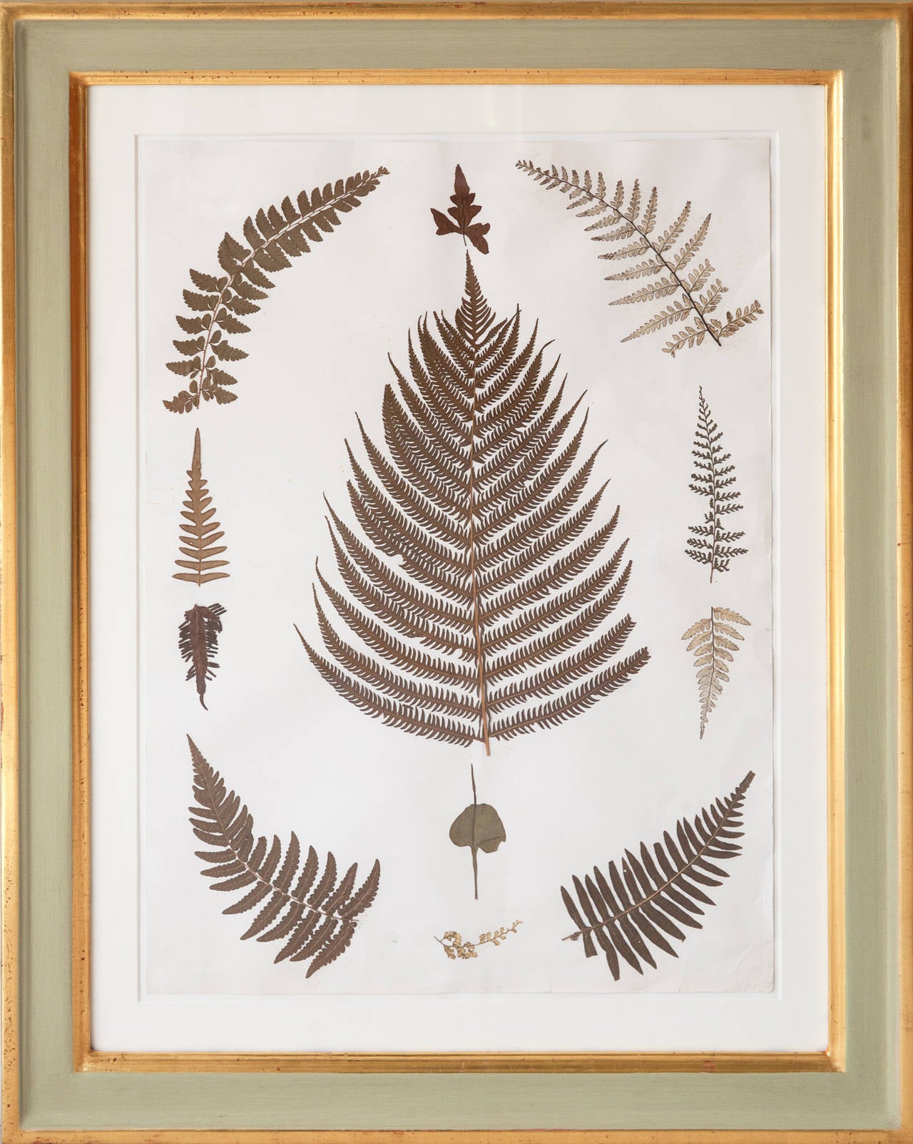 Set of nine 19th century framed pressed ferns from Jamiaica. Collected by Corporal W.H.Hurn, 1st Battalion 4th King's Own Royal, collected 1880.
Framed in handmade frames, with water gilding and painted in sage green, acid free mounts and