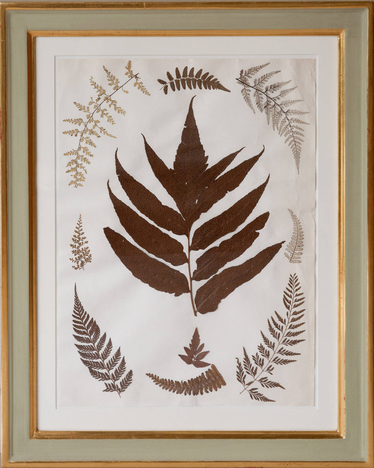 Set of Nine 19th Century Jamaican Ferns in Gilt Frames 4