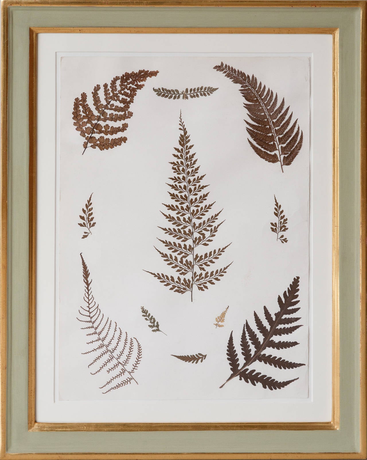 Set of Nine 19th Century Jamaican Ferns in Gilt Frames 5