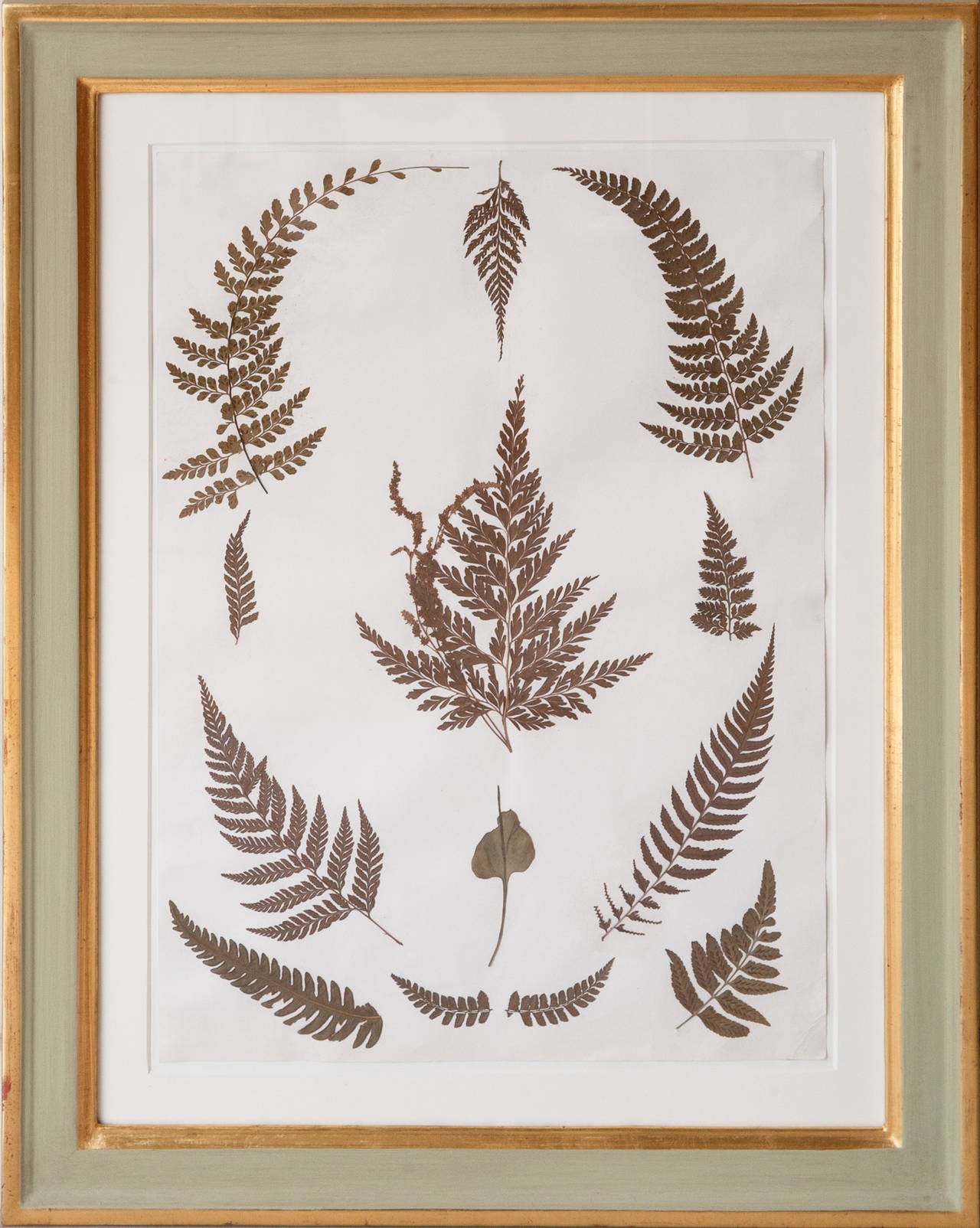 Set of Nine 19th Century Jamaican Ferns in Gilt Frames In Good Condition In London, GB