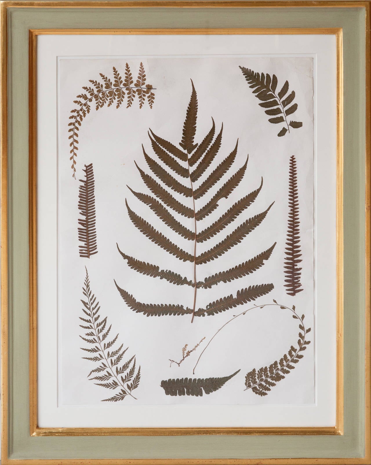 Paper Set of Nine 19th Century Jamaican Ferns in Gilt Frames