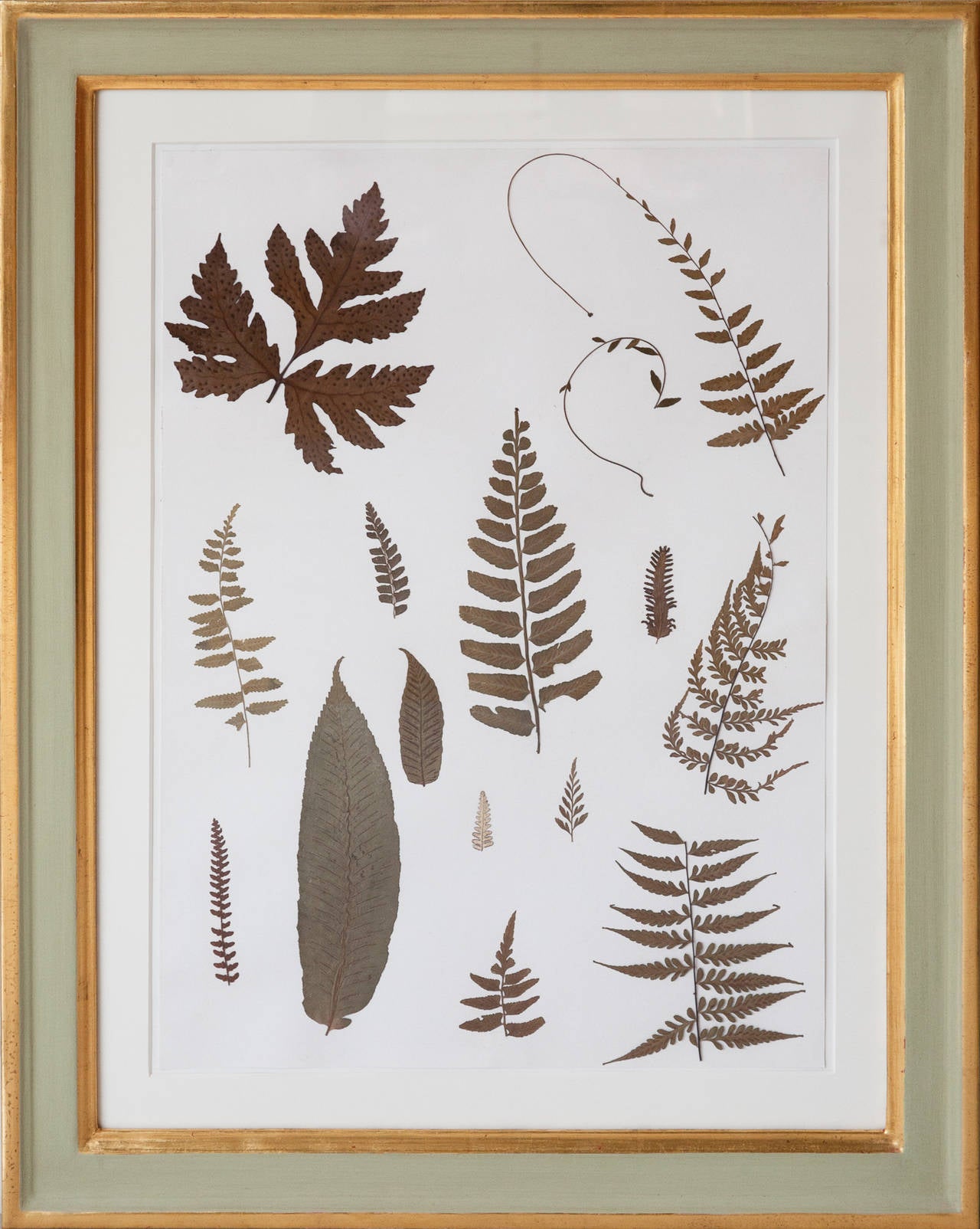 Set of Nine 19th Century Jamaican Ferns in Gilt Frames 1