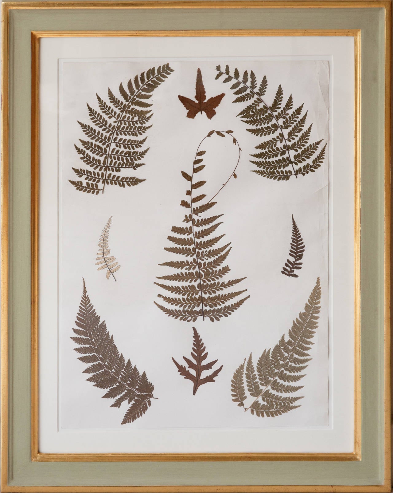 Set of Nine 19th Century Jamaican Ferns in Gilt Frames 2