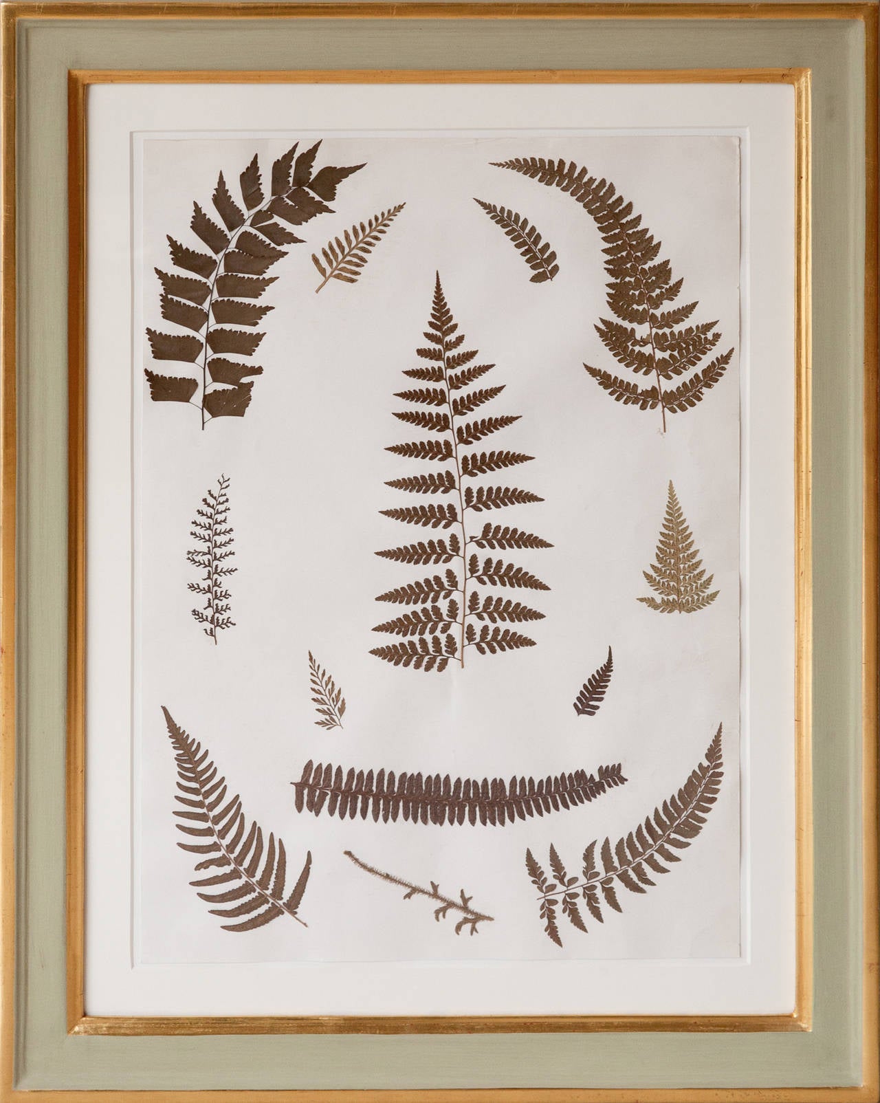 Set of Nine 19th Century Jamaican Ferns in Gilt Frames 3