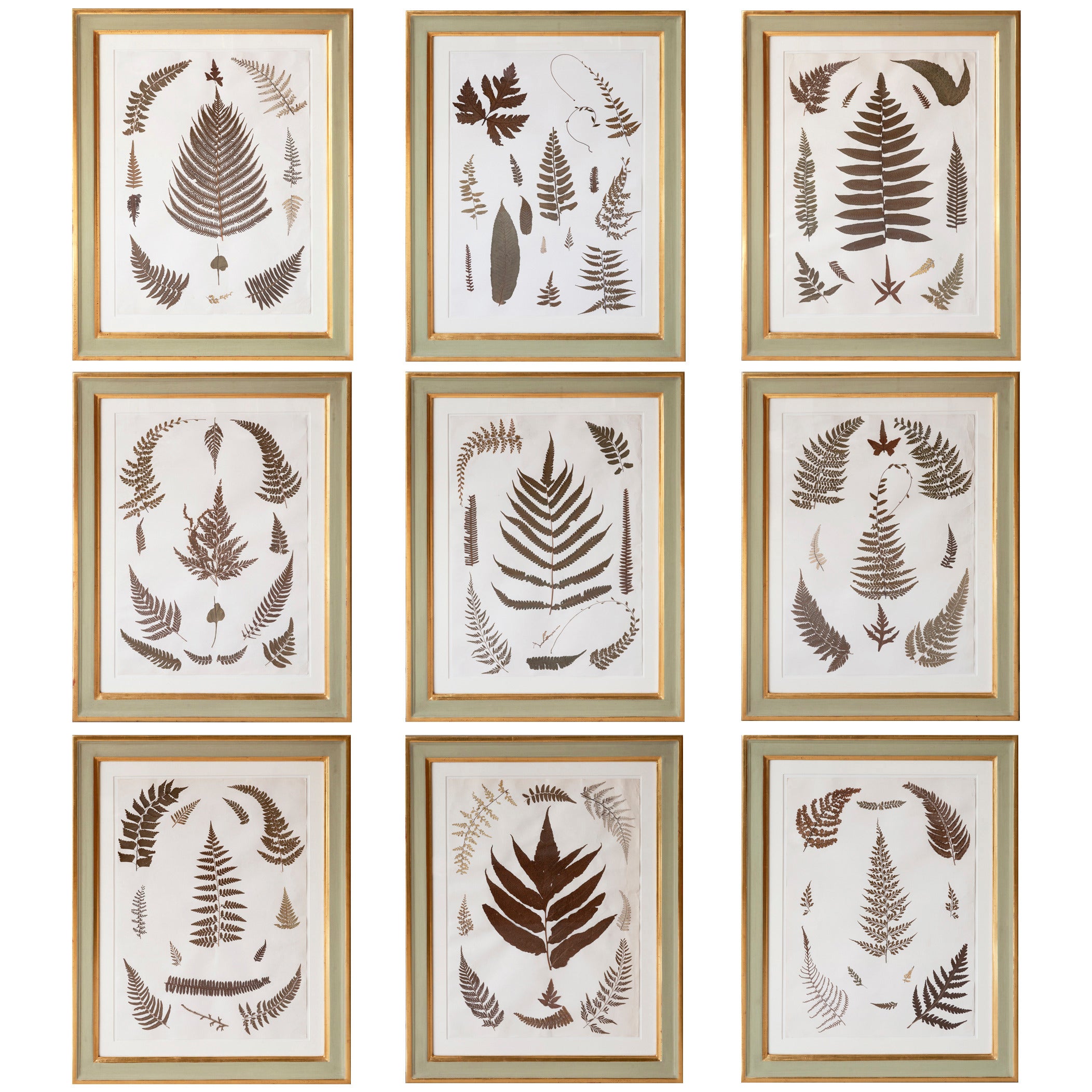 Set of Nine 19th Century Jamaican Ferns in Gilt Frames