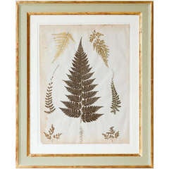 Antique Set Of Twelve 19th Century Framed Pressed Ferns From Jamaica