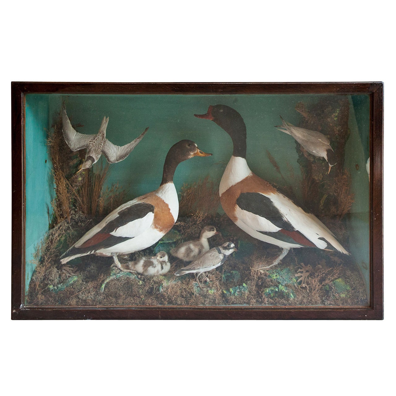 Victorian Country House Collection of Taxidermy Birds For Sale