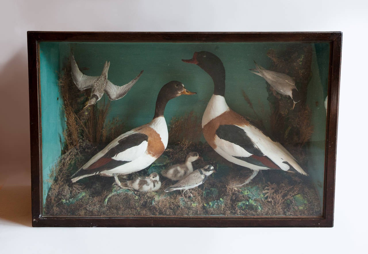 Male and female shelducks witha tern and a plover on dried grasses and leaves.