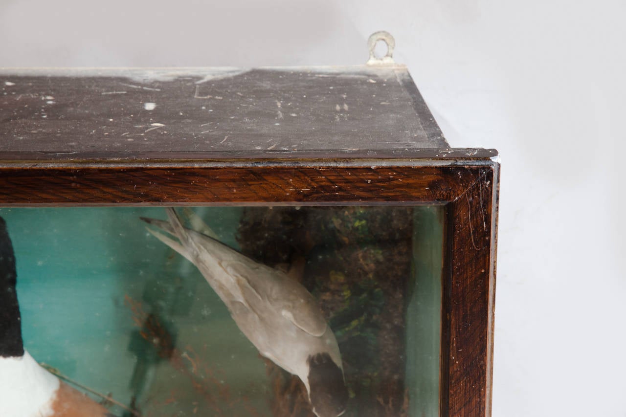 Late 19th Century Victorian Country House Collection of Taxidermy Birds For Sale
