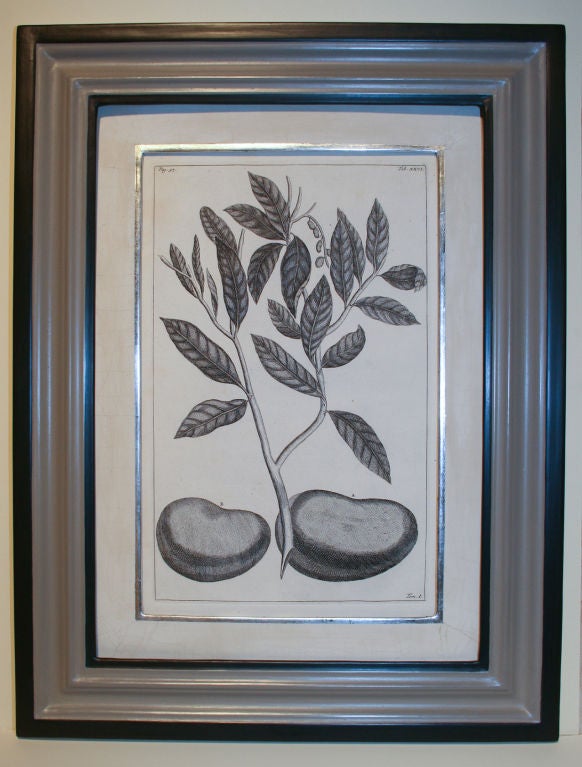 Set of 20 Black & White 18th Century Botanical Prints In Good Condition In London, GB