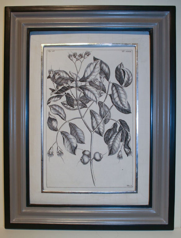 Set of 20 Black & White 18th Century Botanical Prints 1
