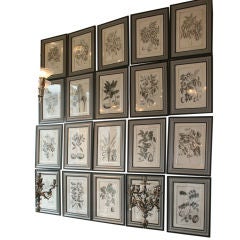 Set of 20 Black & White 18th Century Botanical Prints