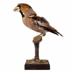Bird Sculpture by Kelly McCallum