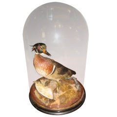 English 19th Century Duck in a Dome