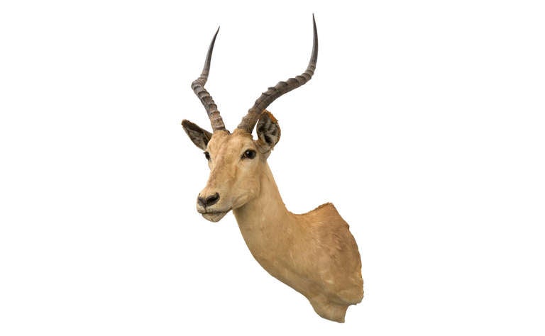 vintage antelope mount.