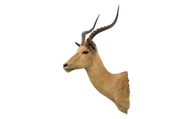 American Vintage Antelope Taxidermy