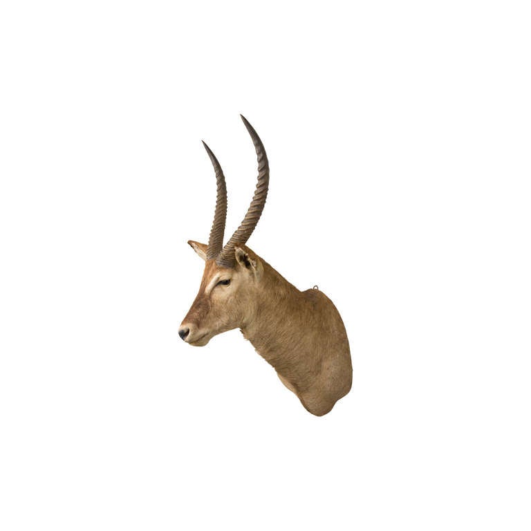 vintage antelope mount.