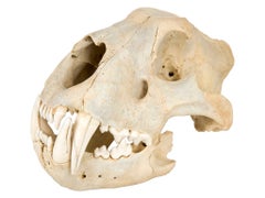 Vintage Lion Skull