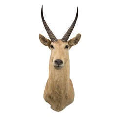 Vintage Antelope Taxidermy