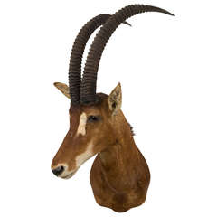 Vintage Antelope Taxidermy