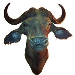water buffalo taxidermy head