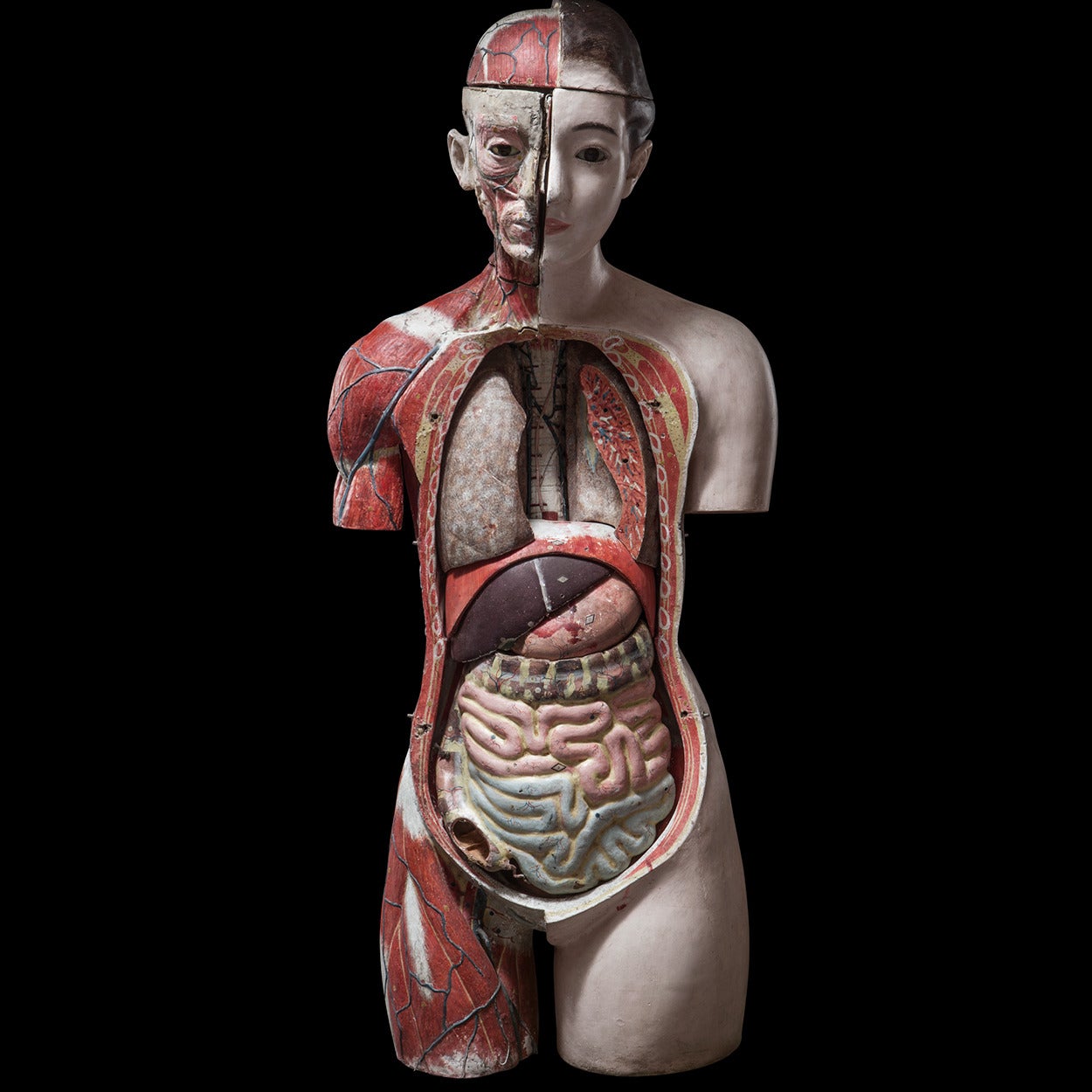 Japanese Anatomical Model