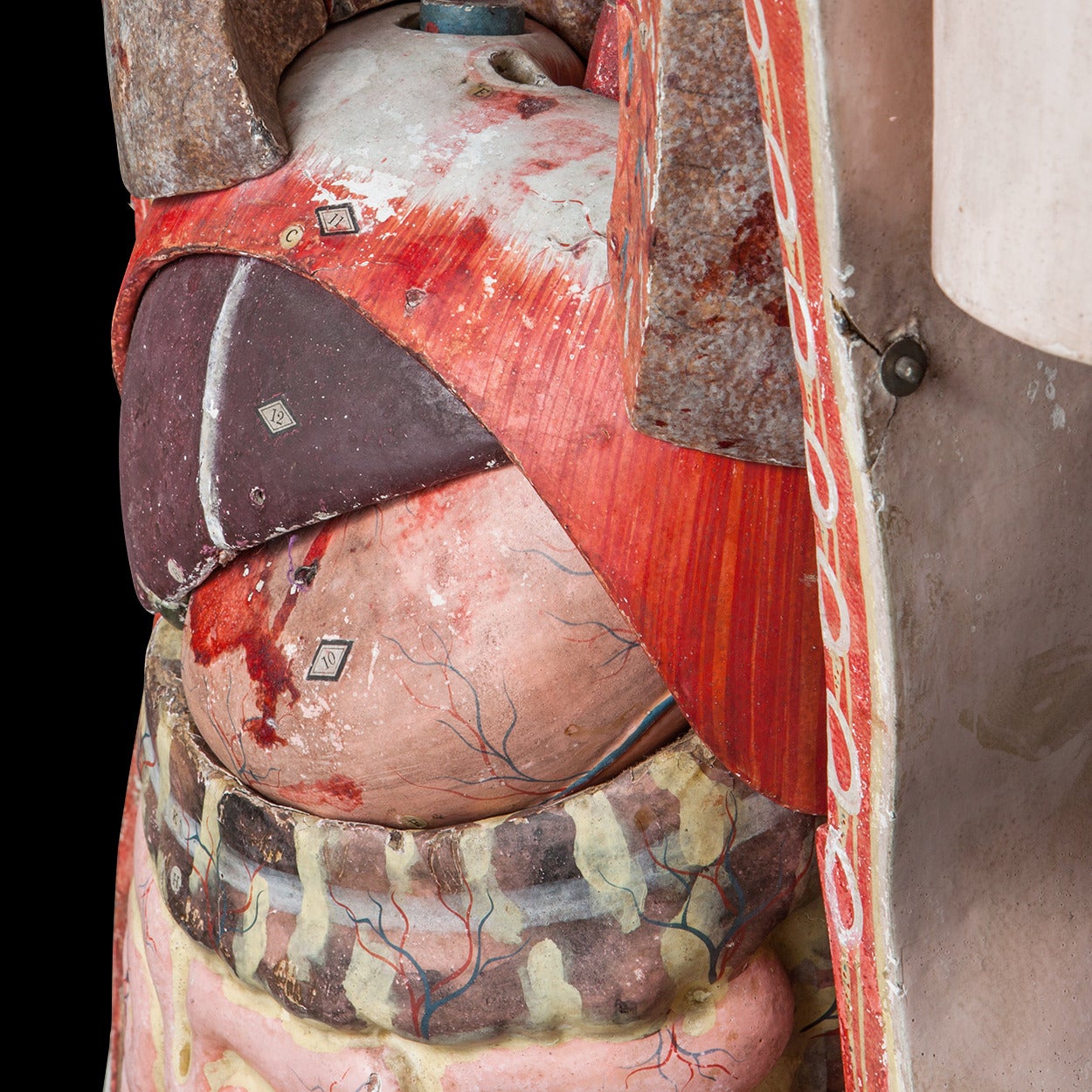 Mid-20th Century Anatomical Model