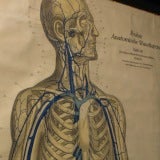 Antique Vascular Anatomical Chart of Human Body
