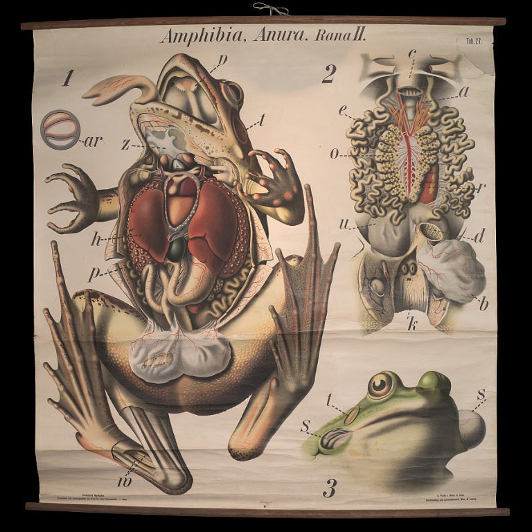 Anatomical drawing of a frog mounted on wooden dowels