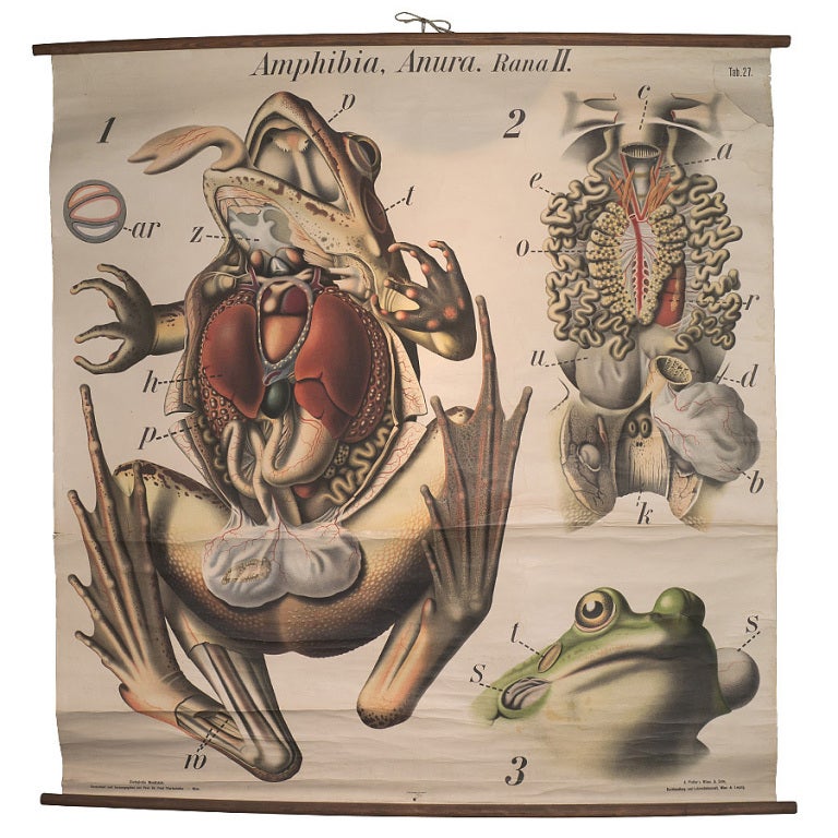 German Anatomical Chart Of A Frog