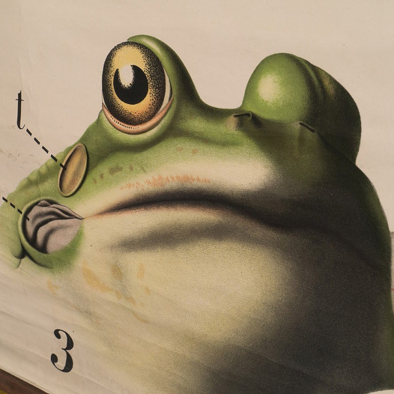 Anatomical Chart Of A Frog 1