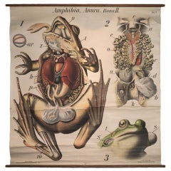 Anatomical Chart Of A Frog