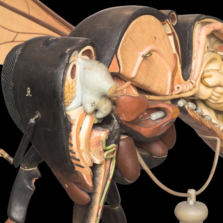 German Anatomical Model Of A Bee