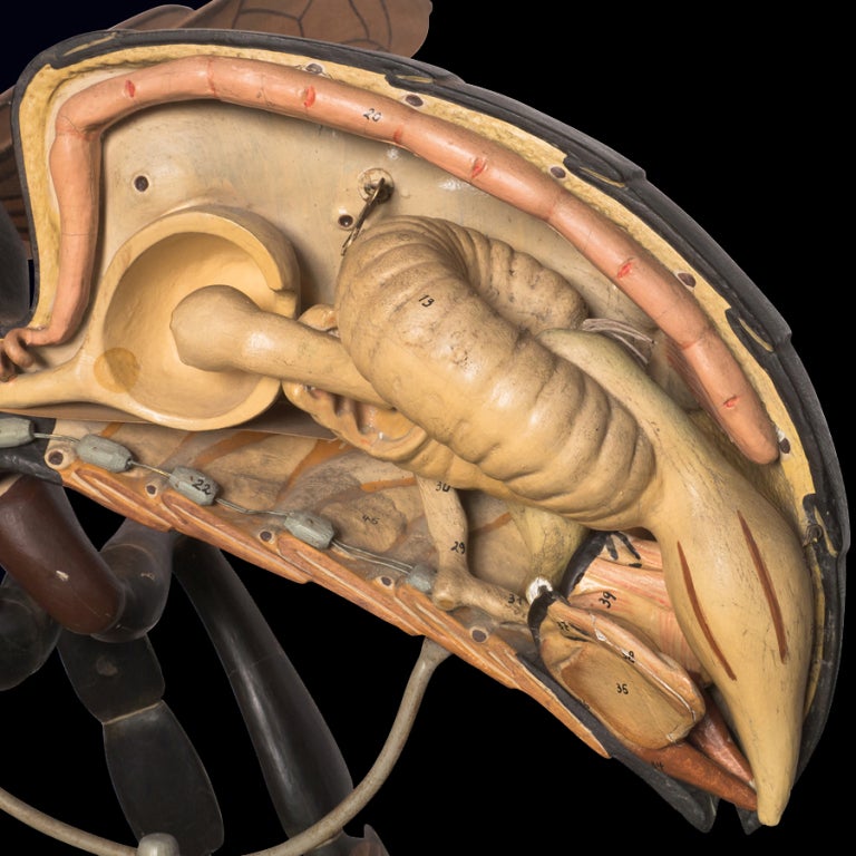 20th Century Anatomical Model Of A Bee
