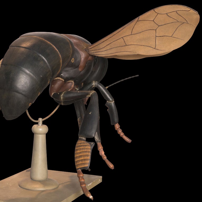 Wood Anatomical Model Of A Bee