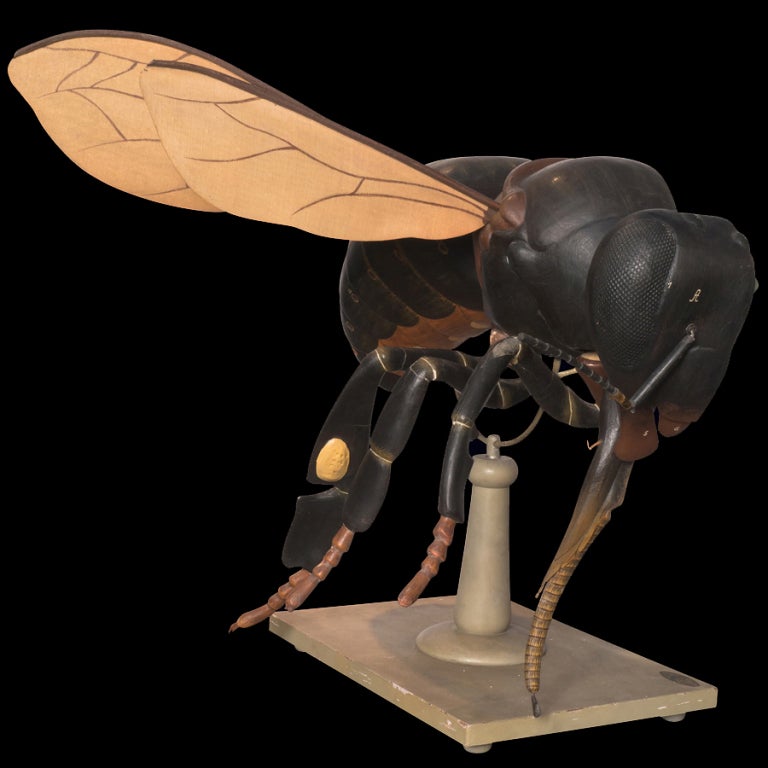 Anatomical Model Of A Bee 1