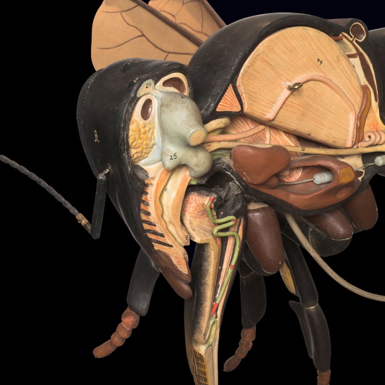 Anatomical Model Of A Bee 2