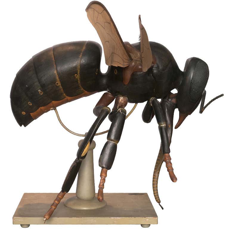 Anatomical Model Of A Bee at 1stDibs