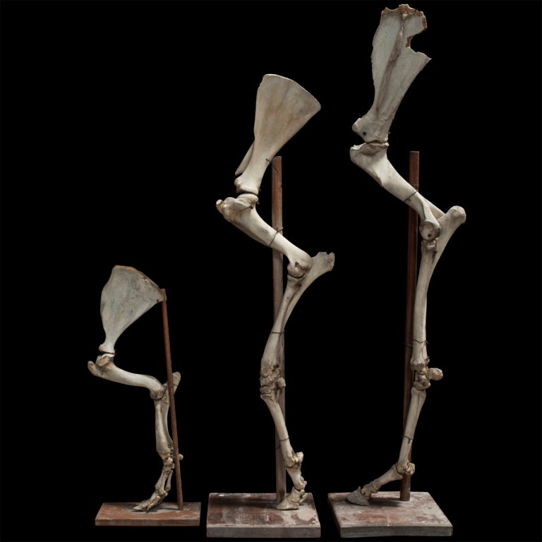 Scientific Skeletal Animal Legs at 1stdibs
