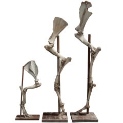 Scientific Skeletal Animal Legs