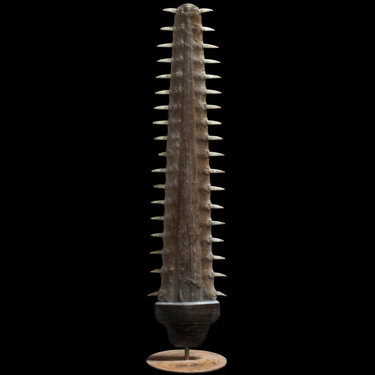 Largetooth Sawfish Rostrum 
(Pristis perotteti) 
Sawfish get their name from their rostrum or flat snouts edged with pairs of teeth which are used to locate, stun, and kill prey.  England  circa 1880