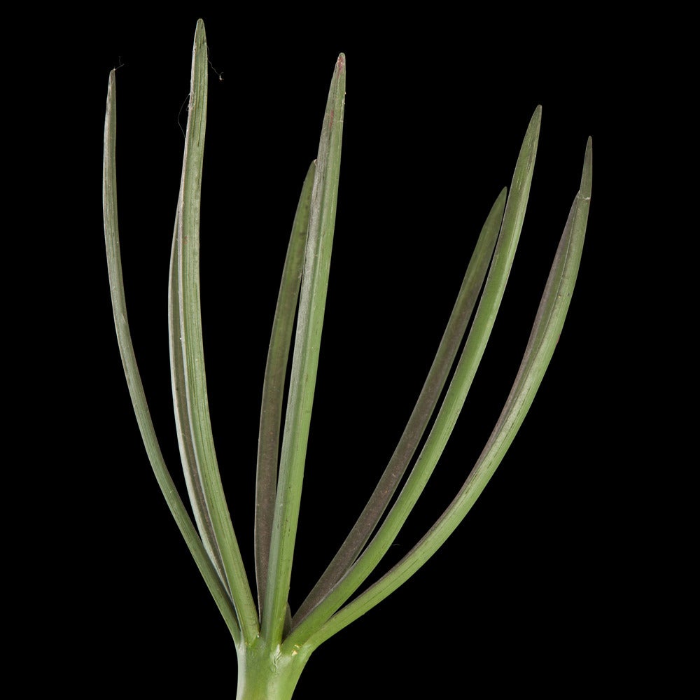 Ebonized R. Brendel Botanical Models