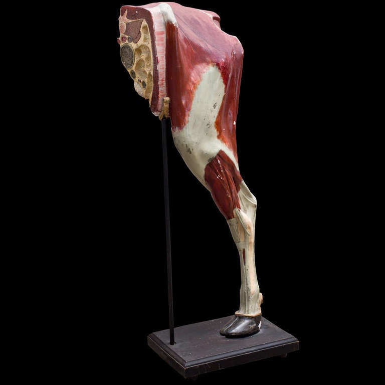 cow leg anatomy