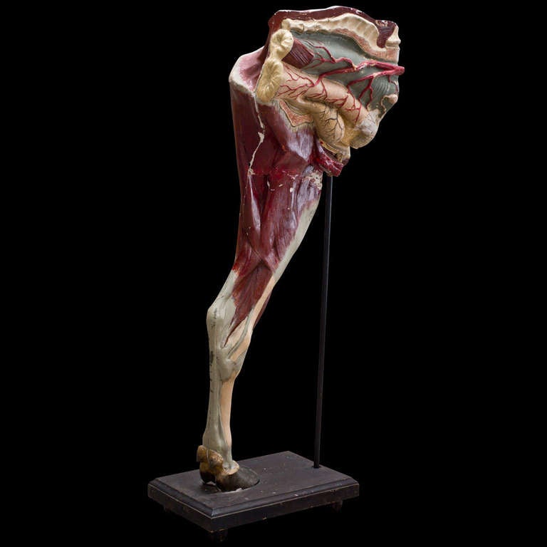 Life-Sized, unusual plaster model for studying the anatomy of the Cow
