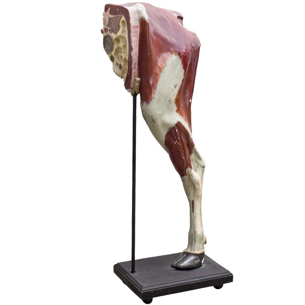 Anatomical Model of Cow Leg