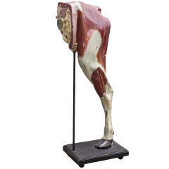 Anatomical Model of Cow Leg